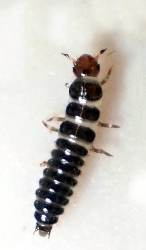 Réf. 315 309 : Scaphidiinae inconnu